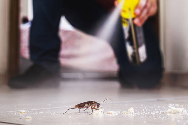 Best Flea Control Services  in Brushy Creek, TX